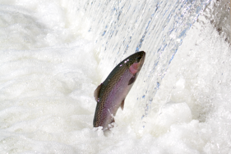 Steelhead at Coleman National Fish Hatchery