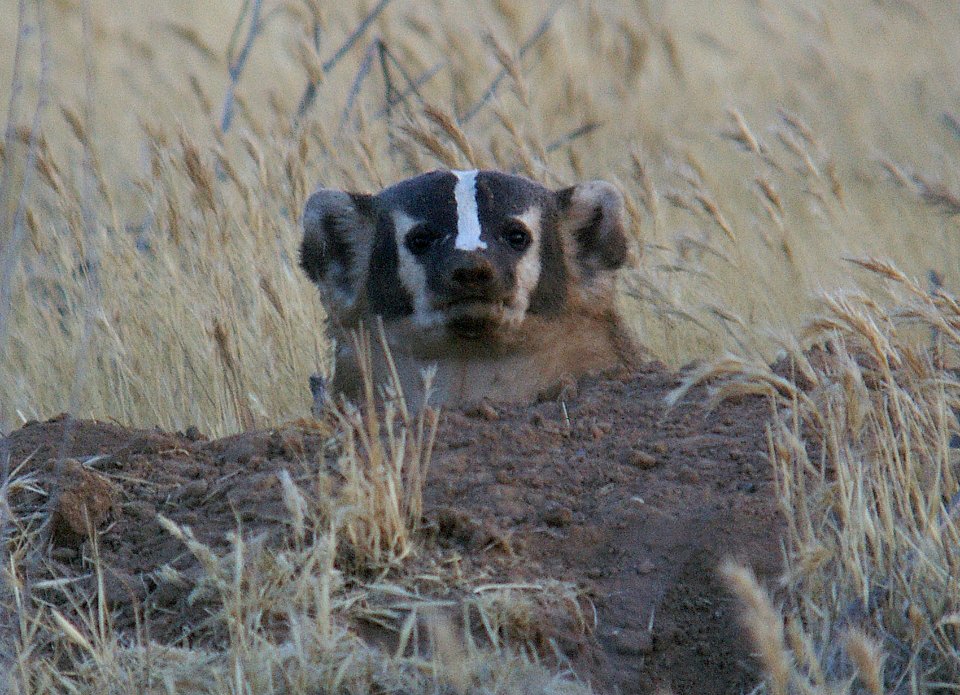 BADGER (6-21-06)-3