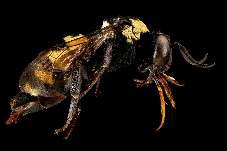 Triepeolus concavus, f, side, Pennington Co, South Dakota 2016-01-20-10.27
