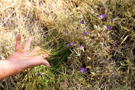 The thread leaves of brodiaea