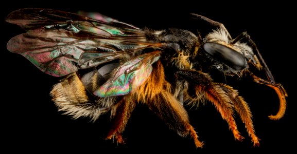 Exomalopsis analis, F, side, Dominican Republic, La Ve Hatillo 2012-12-05-14.13.33 ZS PMax photo