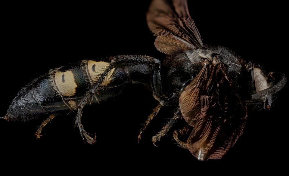 Scolia bicincta, M, side, Massachusetts, Barnstable County 2013-03-21-17.09.49 ZS PMax-Recovered