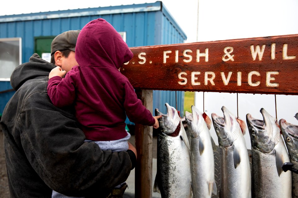 Checking out the salmon