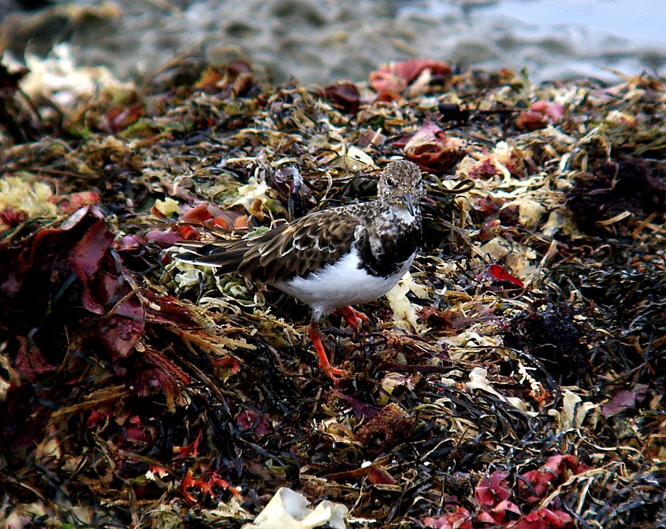 TURNSTONE, RUDDY (10-27-05) (2)