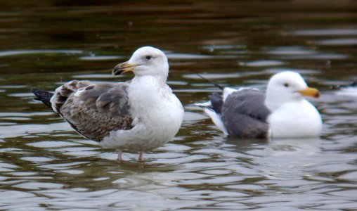 GULL, WESTERN (3-20-07) late 1st winter-2