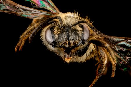 Andrena wheeleri, F, face, North Carolina, Buncombe County 2013-03-19-14.38