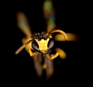 Hylaeus pictipes, m, face, Crawford Co., PA 2016-11-11-16.43