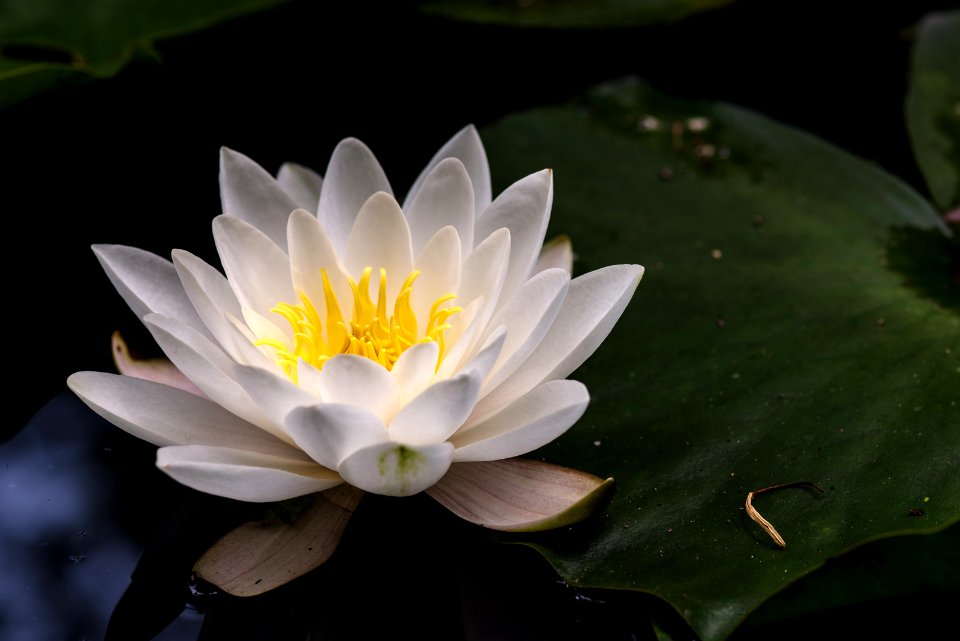 Seerose
