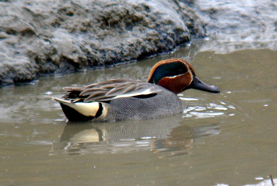 TEAL, GREEN-WINGED (3-24-07)-crecca, morro bay estuary, slo co, ca