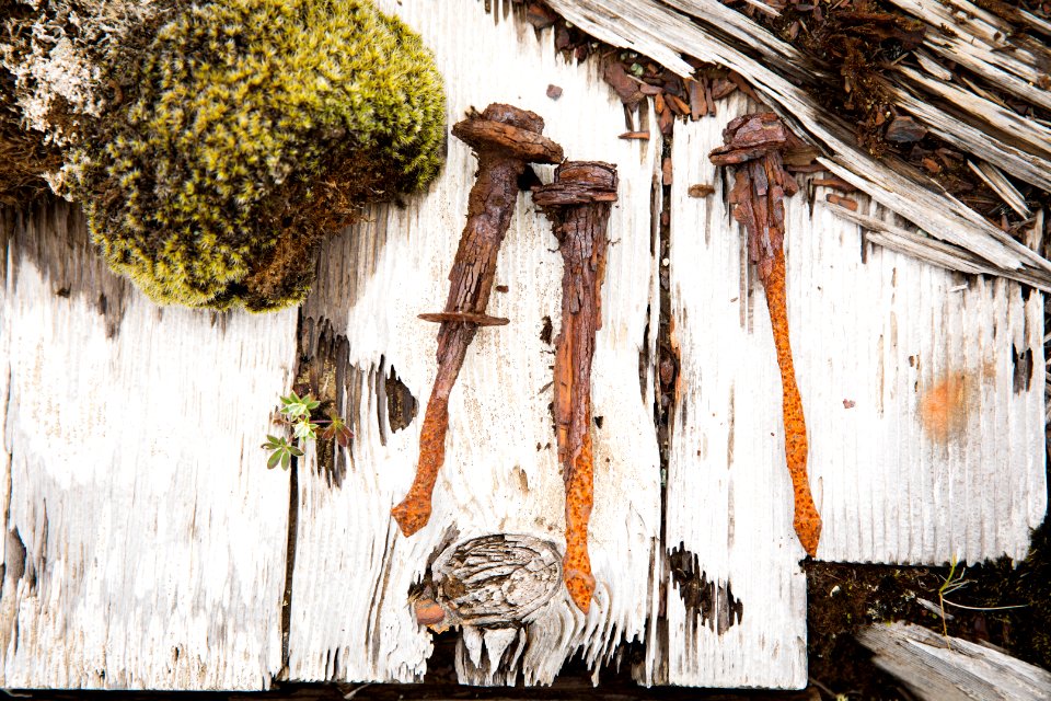 Rusted nails and old timber