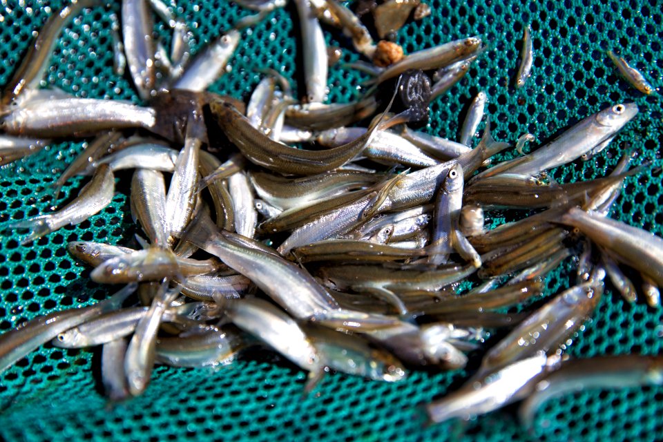 Sacramento splittail