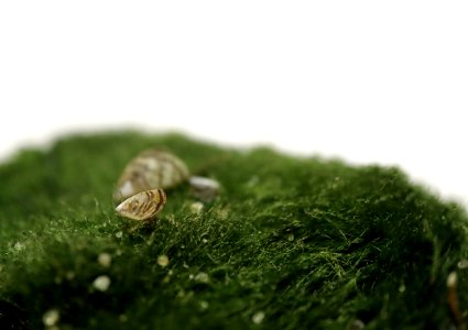 Zebra Mussels and Moss Balls