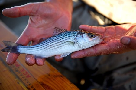 Striped bass