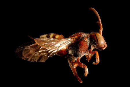 Nomada rubicunda, f, right side, Minnesota 2016-04-16-02.16 photo