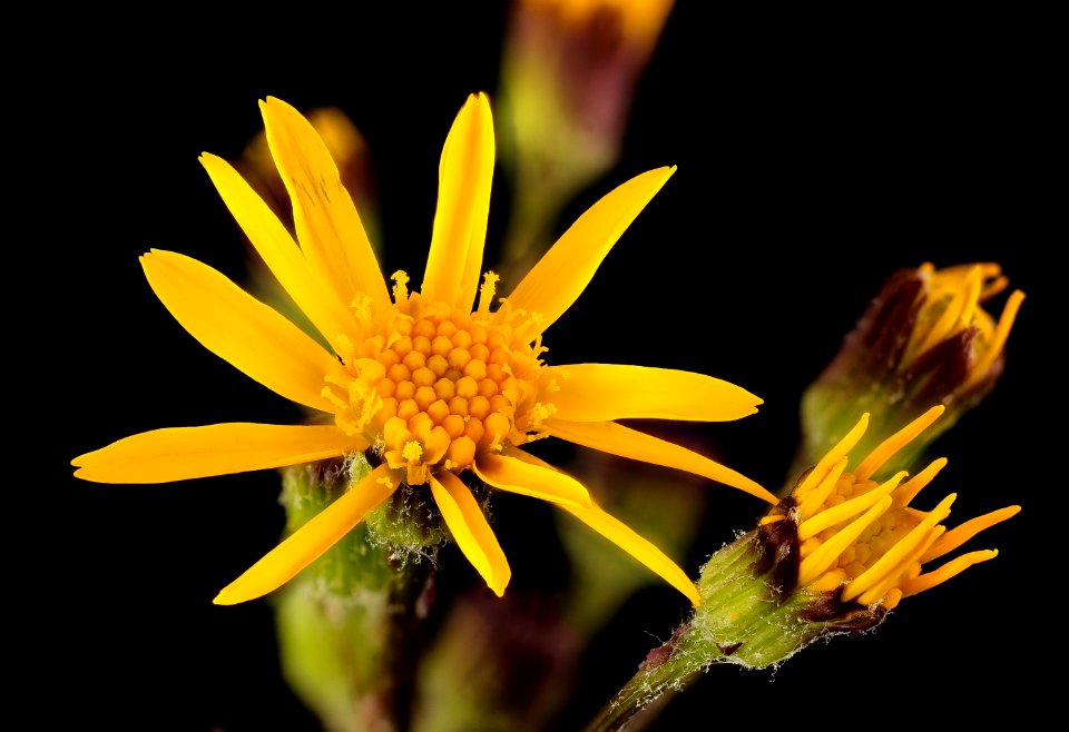 Packera aurea, syn. Senecio aureus, golden ragwort, Howard County, MD, Helen Lowe Metzman 2017-06-20-16.01
