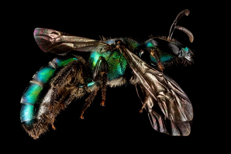 Augochlora buscki, M, Side, Puerto Rico, Yauco 2014-09-15-14.37.19 ZS PMax