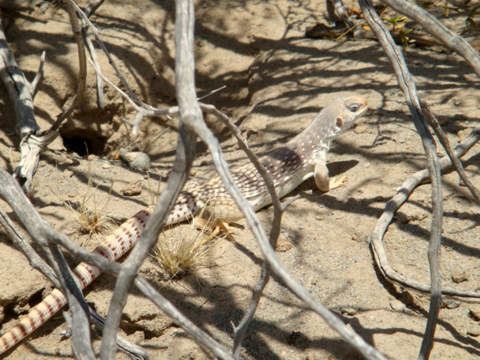 Desert Iguana