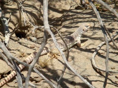 Desert Iguana photo