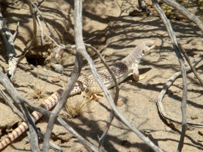 Desert Iguana