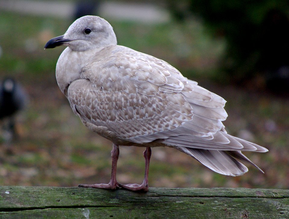 GULL, GLAUCOUS-WINGED (1-4-07) -1