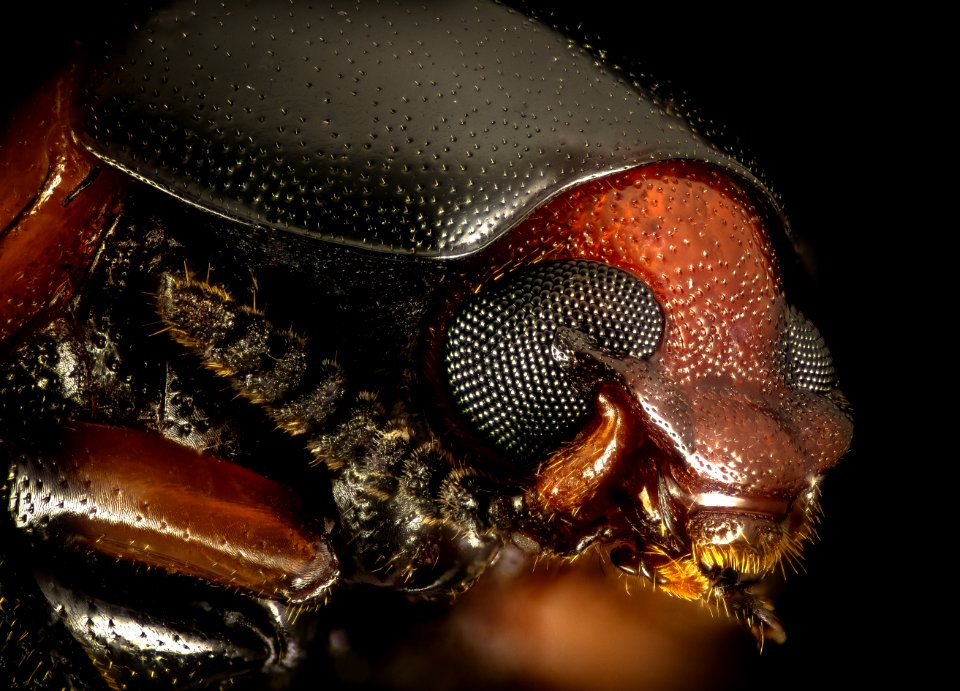 Tenebrionidae beetle, Little Stsimons Island, Georgia, face 2016-02-03-16.28