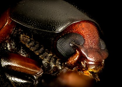 Tenebrionidae beetle, Little Stsimons Island, Georgia, face 2016-02-03-16.28 photo