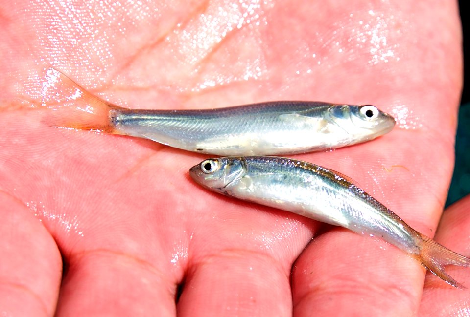 Sacramento splittail
