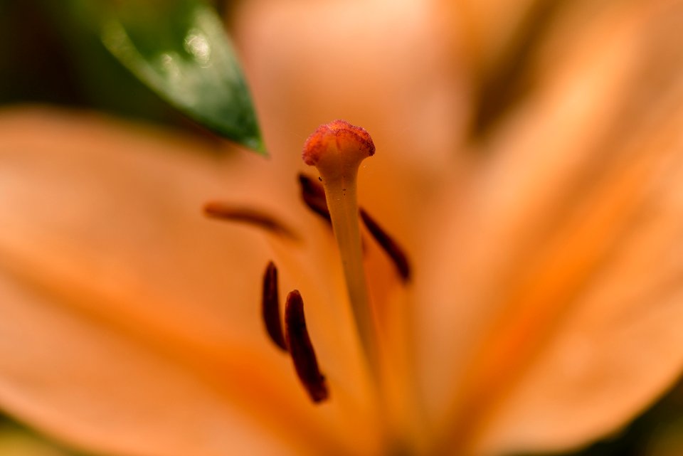 Blumen gehen immer