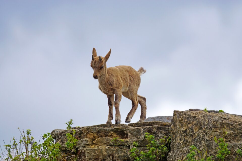 Capricorn young animal climb