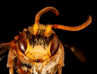 Nomada maculata, m, face, Charles Co. Maryland 2016-06-27-16.59