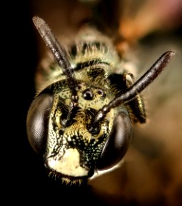 Ceratina species, m, head, bright green, San Francisco, CA 2016-05-04-15.48