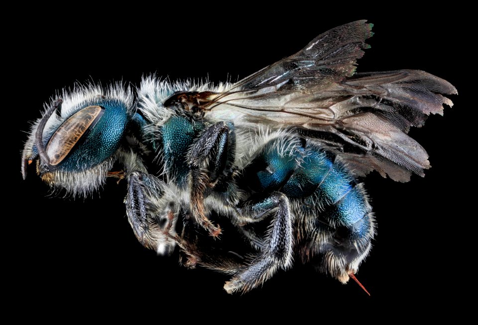 Osmia atriventris, F, Side, MD, Washington County 2013-08-09-17.47.51 ZS PMax