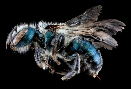 Osmia atriventris, F, Side, MD, Washington County 2013-08-09-17.47.51 ZS PMax