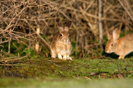 Riparian brush rabbits