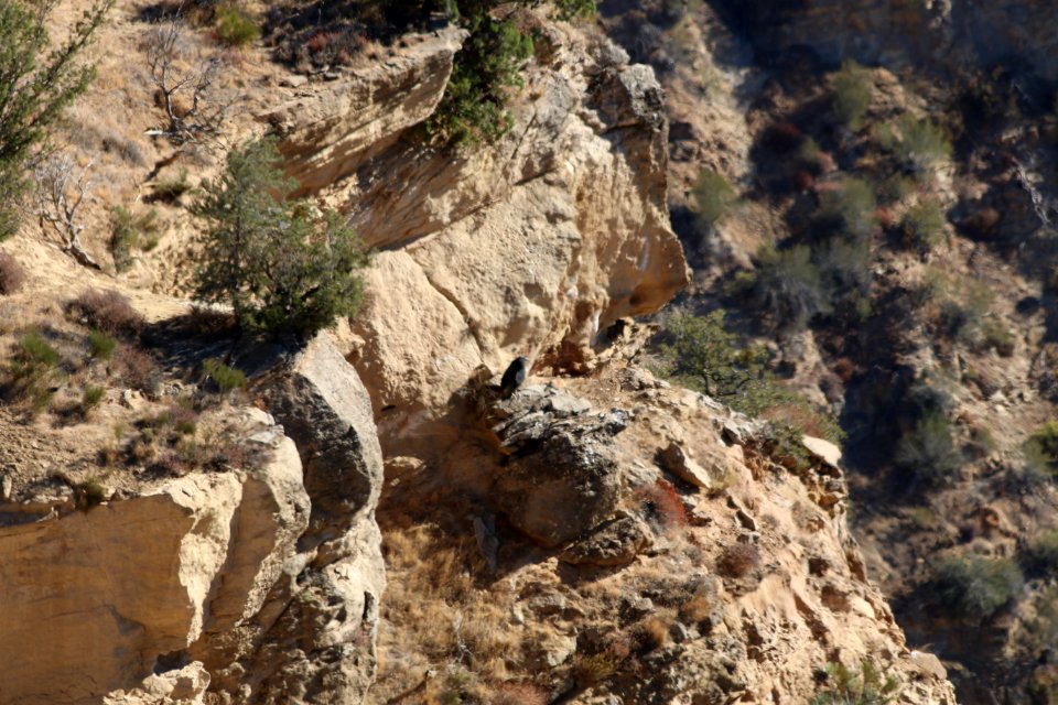 Condor chick 933 takes first flights