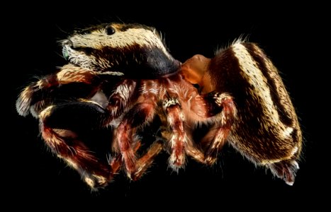 jumping spider7, side, Upper Marlboro, md 2013-10-18-12.00.09 ZS PMax photo