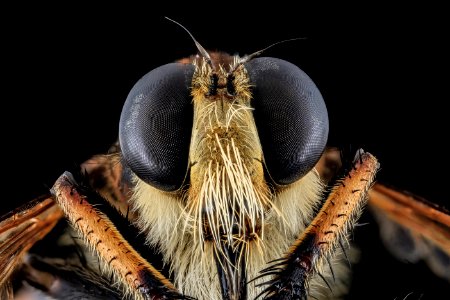 Robber Fly, Face, Charles County, MD 2013-11-04-11.26.16 ZS PMax photo