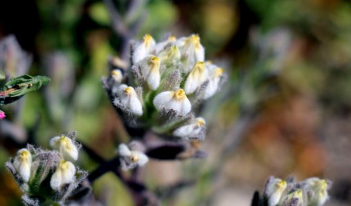 Endangered salt marsh bird's beak in Orange County
