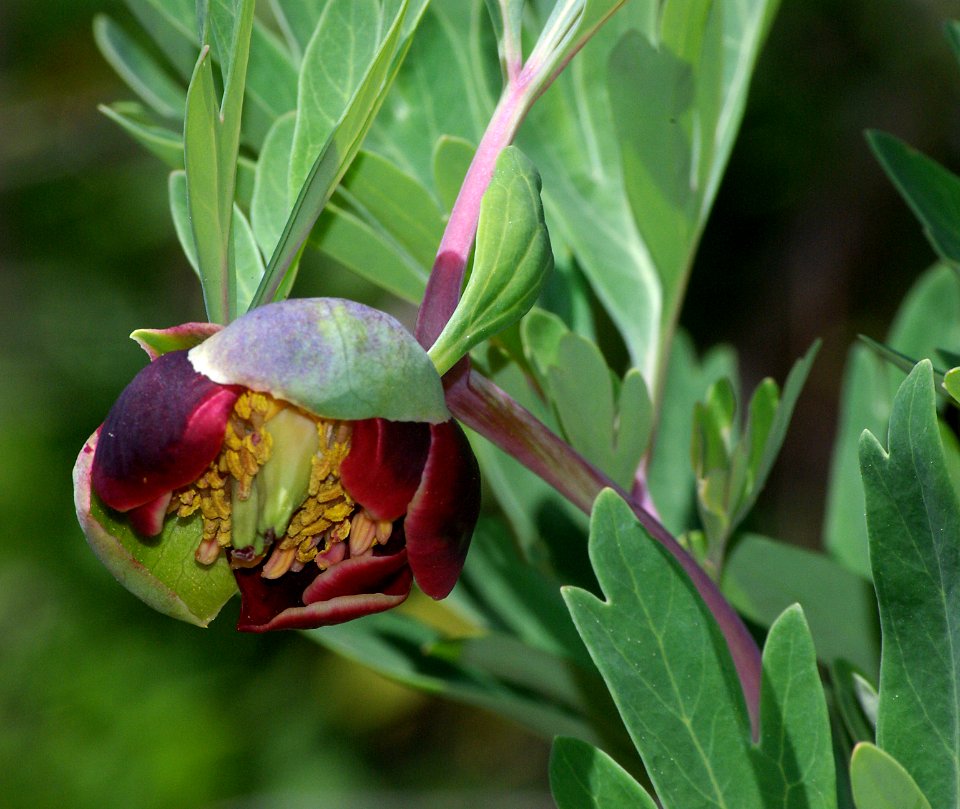 PEONY (paeonia californica) (3-16-07)-5