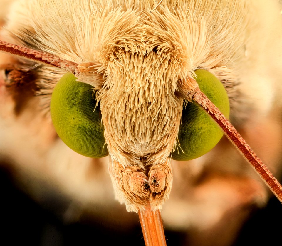 corn earworm, moth, face2 2014-06-06-16.07.06 ZS PMax