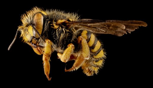 Anthidium oblongatum, Gynandromorph, Side, PA, Adams County 2014-11-24-15.42.27 ZS PMax