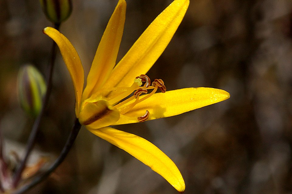 GOLDENSTAR.COMMON (bloomaria crocea) (6-7-07)- canet rd, morro bay, slo co, ca