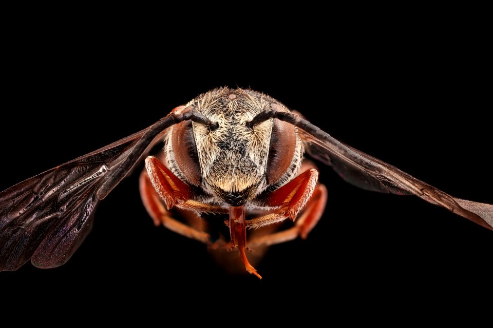 Coelioxys novomexicana, f, face, Yolo, CA 2019-03-22-07.07.32 ZS PMax UDR-Recovered