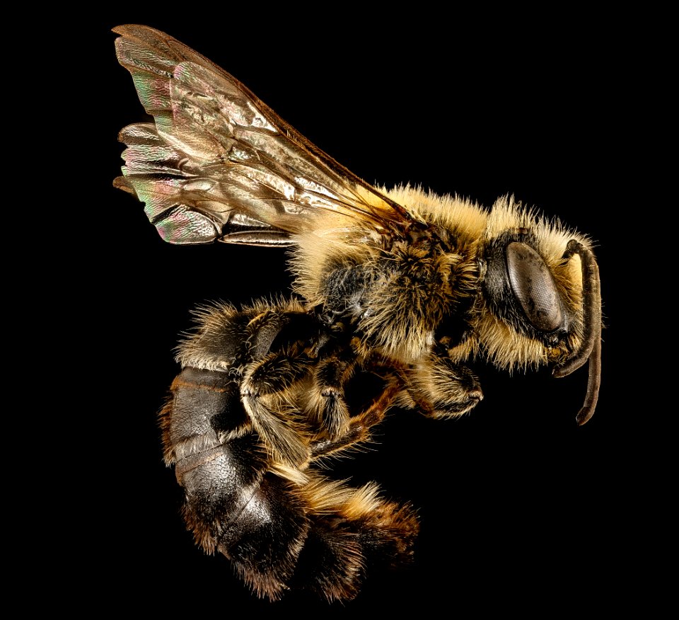 Colletes aestivalis, m, right side, Shenandoah NP, VA 2016-12-22-12.53