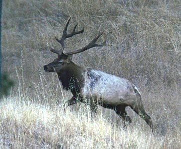 ELK, TULE (10-14-06) hi mt-2