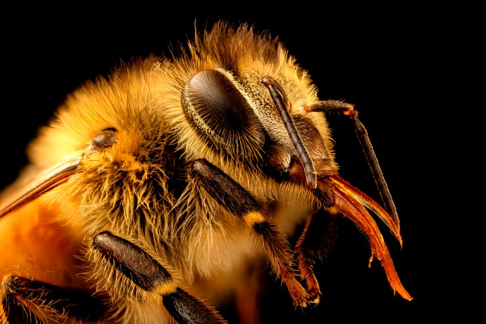 Apis mellifera, light body, head, beltsville, md 2017-05-26-15.20