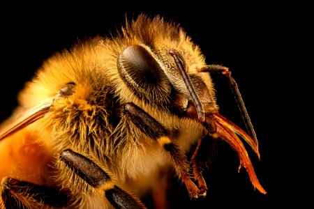 Apis mellifera, light body, head, beltsville, md 2017-05-26-15.20