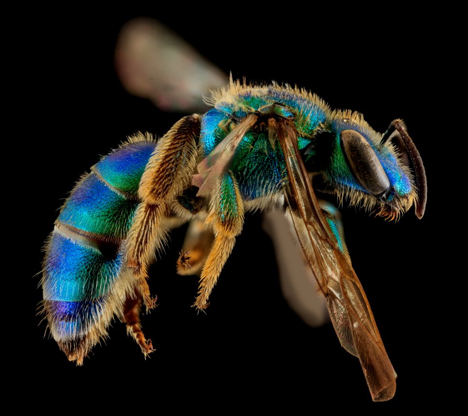 Augochloropsis sumptuosa, F, side, NC Moore County 2013-09-26-15.57.39 ZS PMax