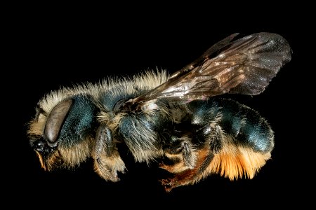 Osmia georgica, f, side, Talbot Co, MD 2016-01-13-12.13 photo