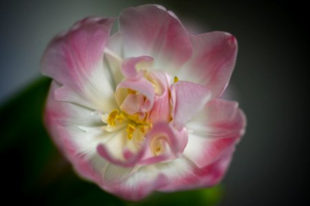 Büroküchenblume photo